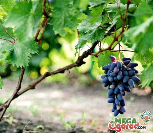 Как Посадить Виноград Фото